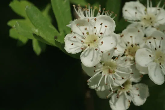 Aubépine, nature et savoir-faire floral