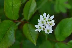 Feuillage vert et fleurs blanches illustrant les conseils et l'écoute des conseillers funéraires